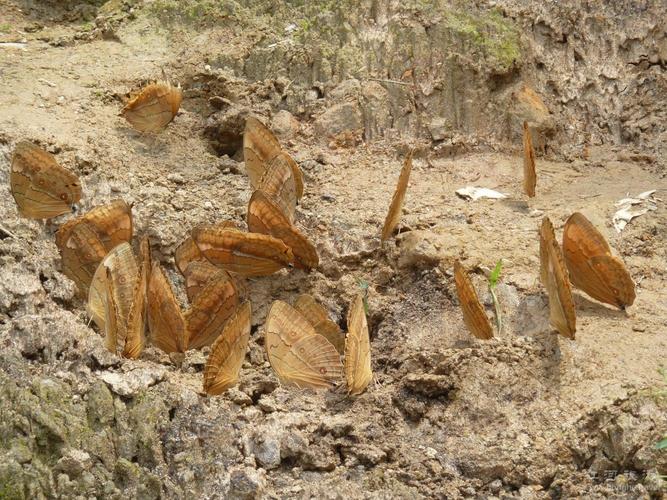 环蝶
